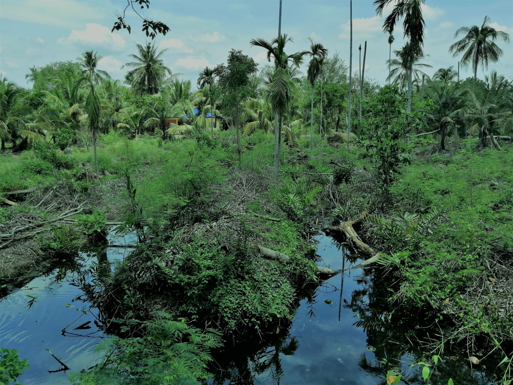 Sustainable Tourism Plan for Bangkok’s Lungs