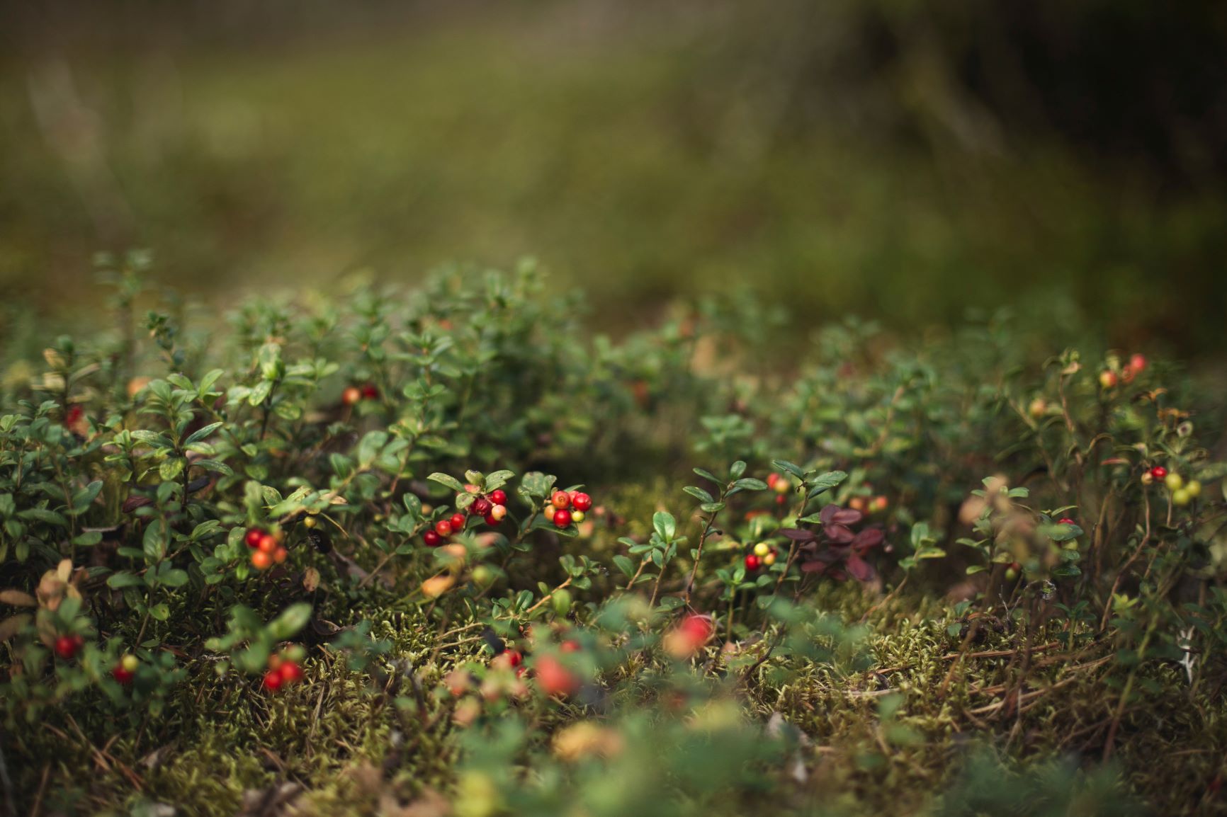 Finland: New Act Protects Foreign Berry Pickers