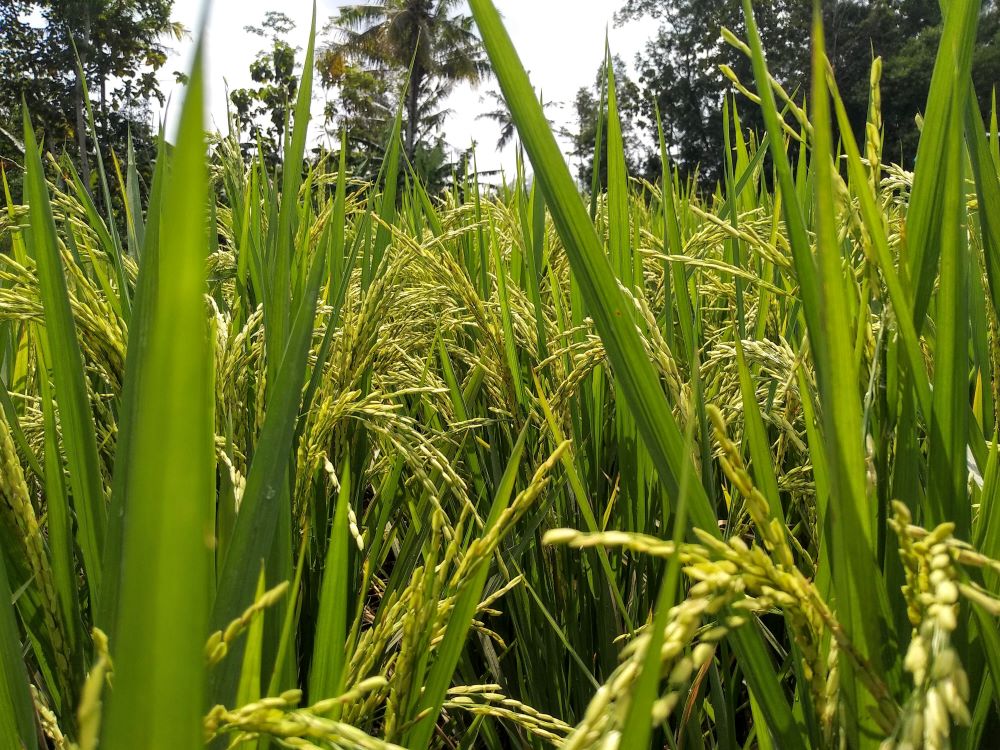Malaysia Restricts Local Rice Sales
