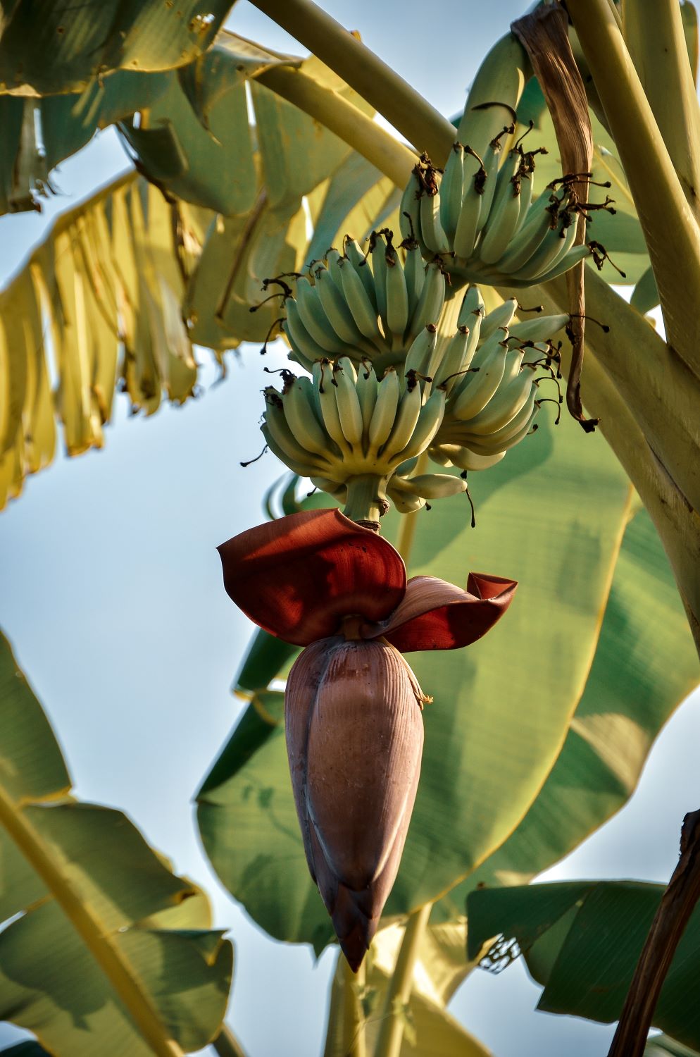 Cambodia’s Banana Exports Dwindle