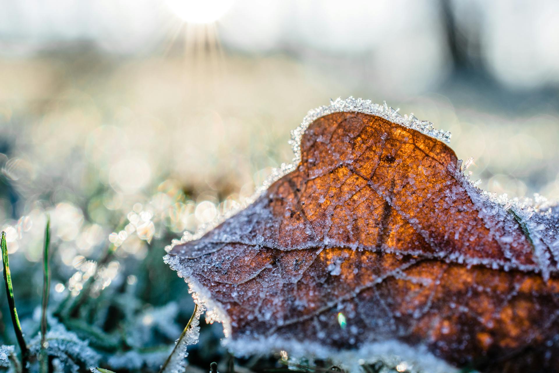Hoar Frost Spotted on Doi Inthanon Again
